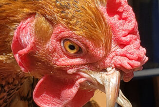 Henrietta, a Cross Beak Story